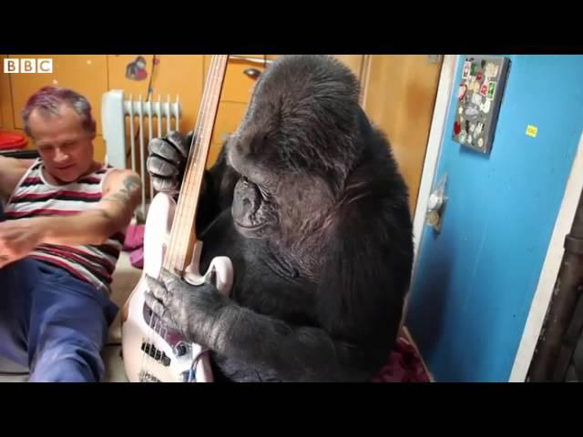 When bassist Flea met Koko the gorilla   BBC News