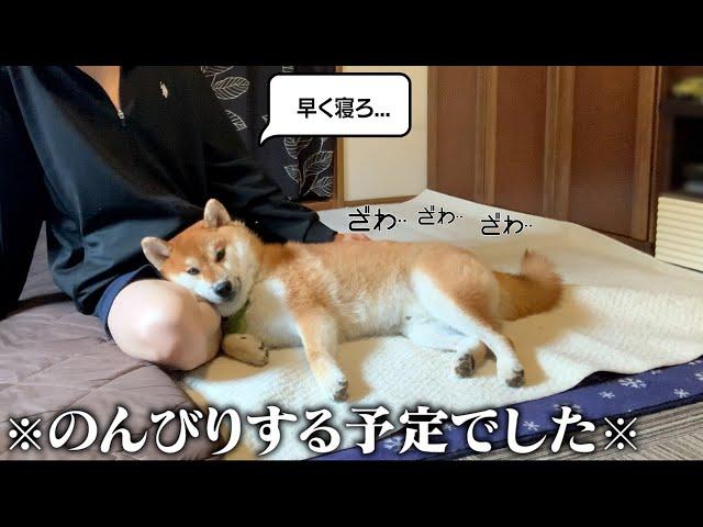 20代。実家暮らし。誰も憧れない飼い主と柴犬の休日ルーティン。