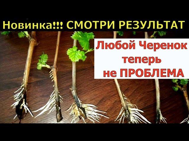 СМОТРИ РЕЗУЛЬТАТ  Я ОБАЛДЕЛ  ГЕНИАЛЬНО И ПРОСТО СПОСОБ УКОРЕНЕНИЯ черенков! 100% рабочее средство!