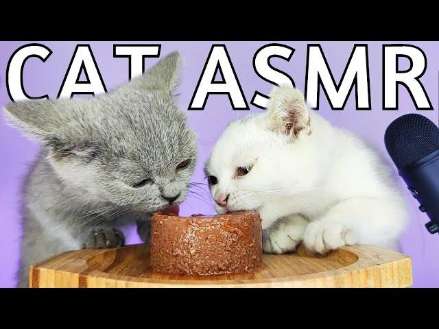 Cats Eating Pate Cat Food ASMR