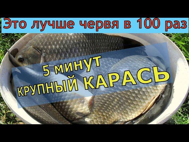 5 МИНУТ И КРУПНЫЙ КАРАСЬ / 4 г. ОТ НЕЁ ДУРЕЕТ ВСЯ РЫБА / Супер рыболовная насадка для карася и карпа