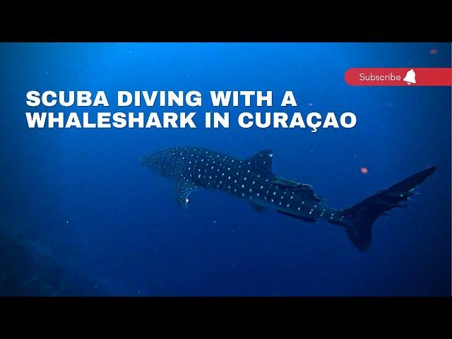 Scuba Diving with a Whaleshark in Curaçao | Dive Travel Curaçao