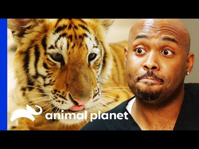 Examining A Feisty Pet Tiger Found Wandering The Streets! | The Vet Life