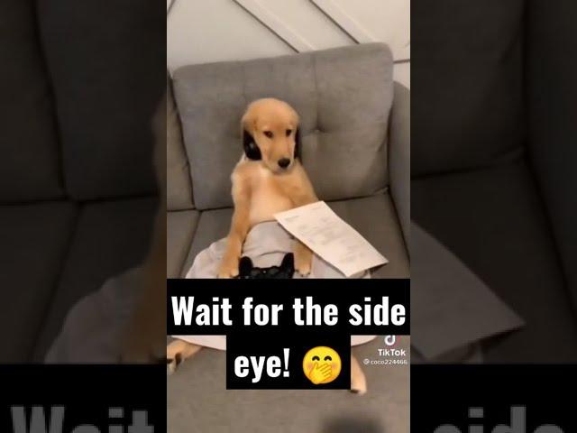 Pampered Pets be like....  | Here's today's vet bill TikTok trend! | Golden Retrievers Of TikTok!