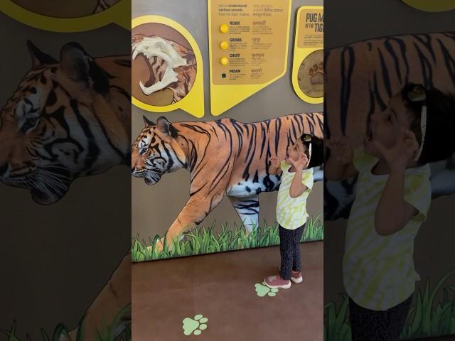 Little Tigress Girija #girija #funmoments #funny #cute #tiger #shortsfeed