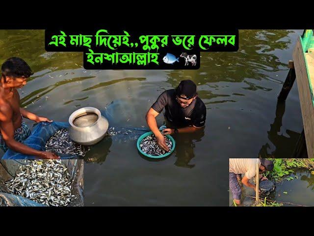 এই মাছ দিয়েই পুকুর ভরে ফেলব,,ইনশাআল্লাহ  