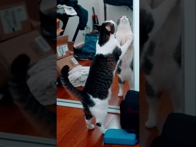 CAT Trouble #shorts #cats #catvideos #catlover #doctorstrange #gatos