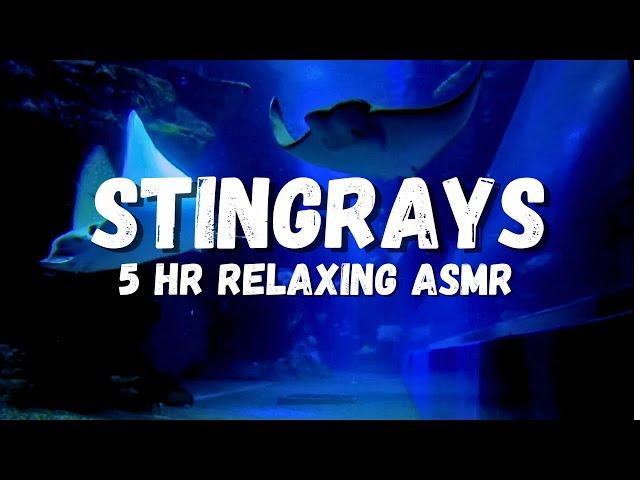 Aquarium sleeping ambience, Stingrays, Fish, Sharks, underwater ASMR, calming and relaxing