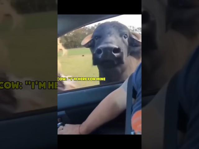 Funny Animals 2024  - Funniest Cats and Dogs video    #shorts