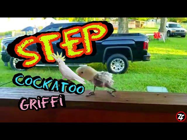 STEP Dance | Griffi Cockatoo