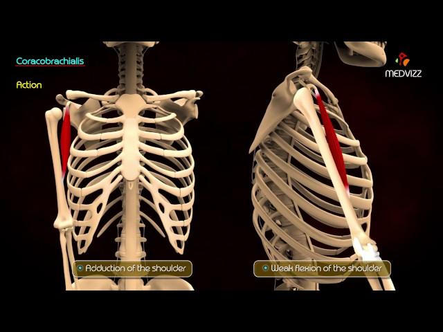 Muscles of the Anterior Compartment of Arm - Anatomy of Upper Limb