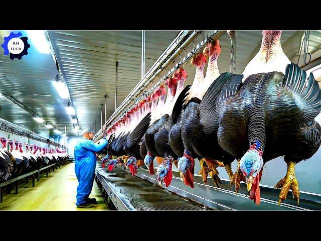 How Millions of Turkeys Are Raised & Harvested, Processed in Factory  | Agriculture Technology