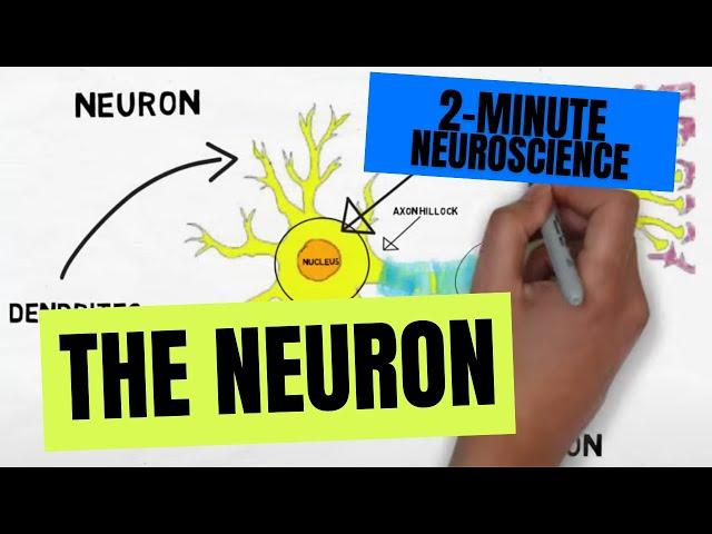 2-Minute Neuroscience: The Neuron