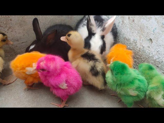 Small Adoarble Babys | Cute Duck Rabbit And Chicks | Razi Ali Vlogs