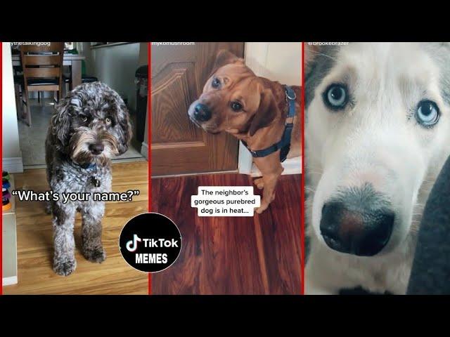 Cute and Funny Talking Dog Tiktok Compilation