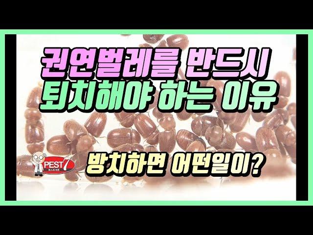 권연벌레가 심각한 해충인 이유 (반드시 퇴치해야 하는 이유 feat. 침개미 권연침벌))