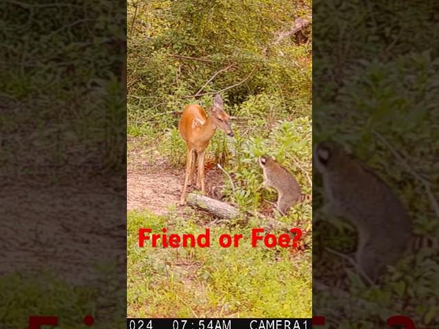 Deer Meets Raccoon #trailcamera #deer #raccoon