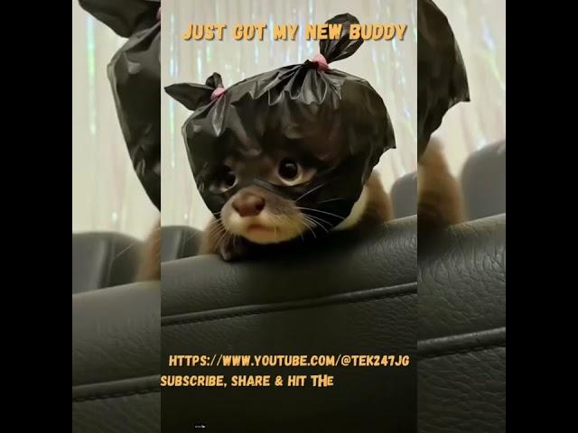 My New Otter Buddy #short #shorts #shortvideo #shortvideos #trendingshorts #exclusive @Tek247JG