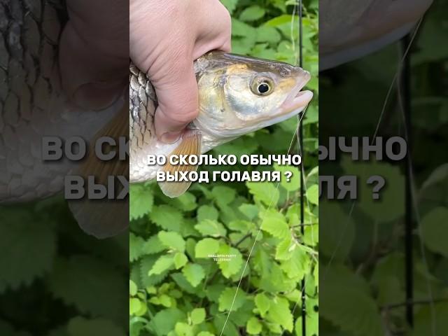 КОГДА ловить ГОЛАВЛЯ ? Раскрываю секрет ловли #рыбалка #спиннинг #приманки #голавль #мем #секреты