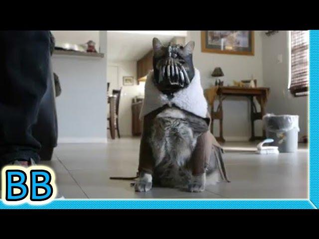 2 Years of BaneCat! (bloopers/behind the scenes)