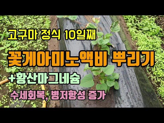 고구마농사 고구마정식10일째 작물이 좋아할 꽃게아미노산액비를 뿌려주었습니다