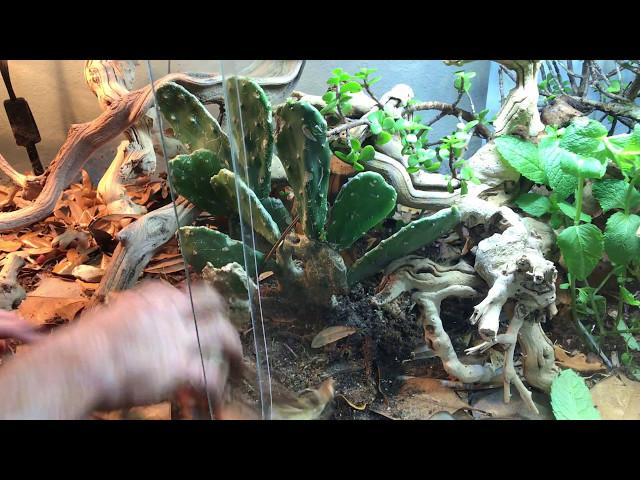 How to setup a BioActive Bearded Dragon terrarium - Self cleaning & maintaining