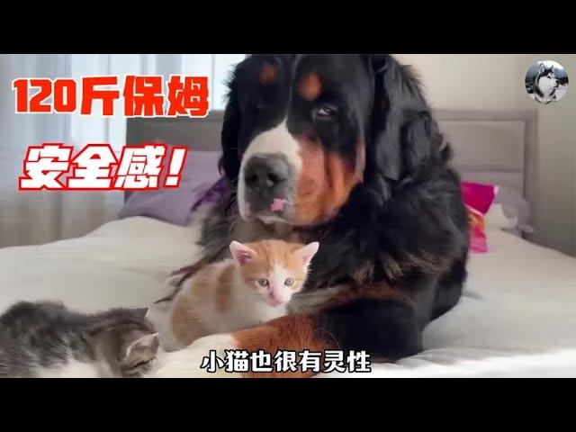 120斤的伯恩山犬，遇到一窝3周大的奶猫，跟德牧差距很大啊