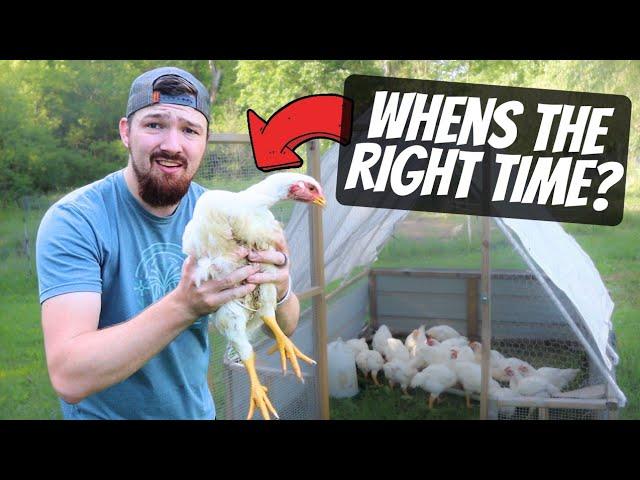 Can We Butcher These CHICKENS!?