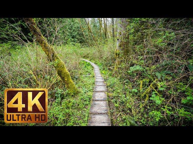 Walking in the Woods. Episode 2 - 1.5 HRS - Virtual Hike, Relaxing Sound of Nature | 4K Video