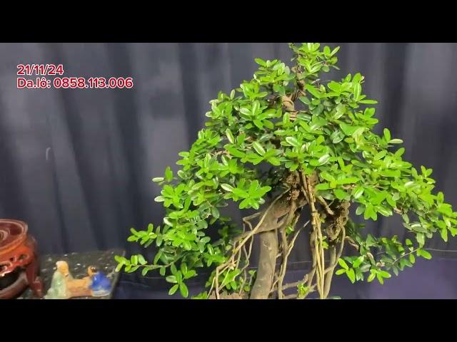 Cây hải châu tầm trung chào bán, Honđa BONSAI