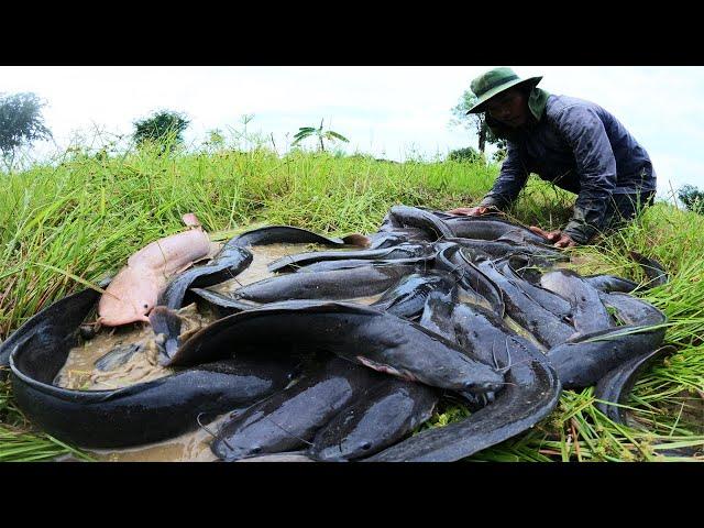 Unique Fishing Skill - a fisherman finding fish in rainy season catch by hand today