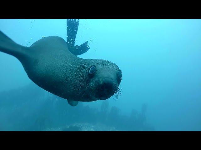 Freediving with Seals (Warning - many seals!!!)