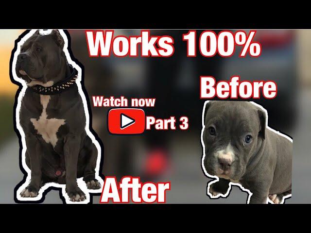 XL bully)How to make your XL American bully 100 lbs ULTRA CLASS FAMILY part 3