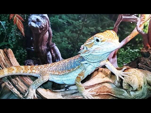 Hypo Bearded Dragon Morph explained!! 5,000 sub giveaway of a baby dragon!