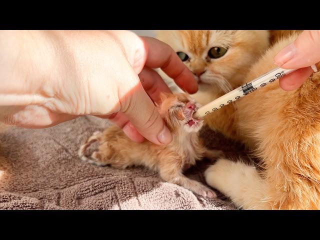 Please live! - Newborn kitten too weak to drink mother cat's milk.