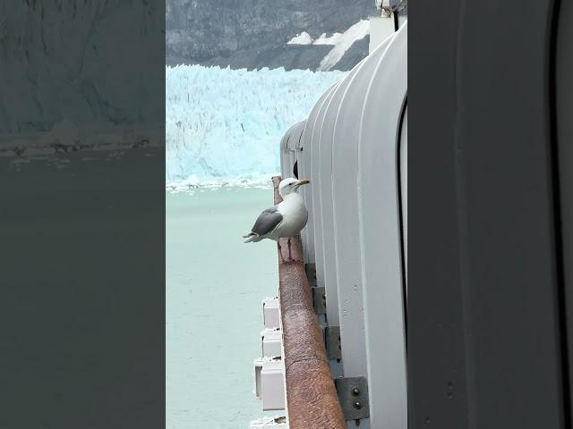  Sailing into Glacier Bay | Breathtaking Scenery on Our Princess Cruise Adventure