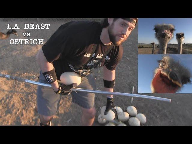 What Happens When A Human Tries to Steal Eggs From An Ostrich Nest | Ft. L.A. BEAST