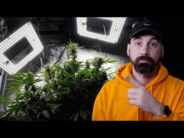 Is This Why Some People Think DWC Hydroponics is the Best Way To Grow Plants??