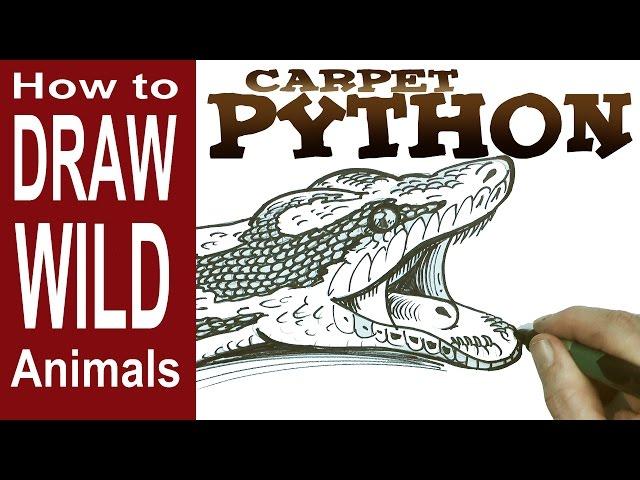 How to Draw a Snake - the Carpet Python (beginner)- Spoken Tutorial