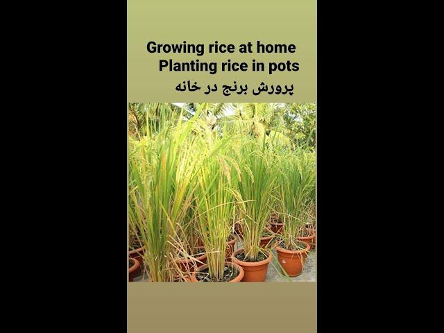 Growing rice at home / Planting rice in pots /Full video link 