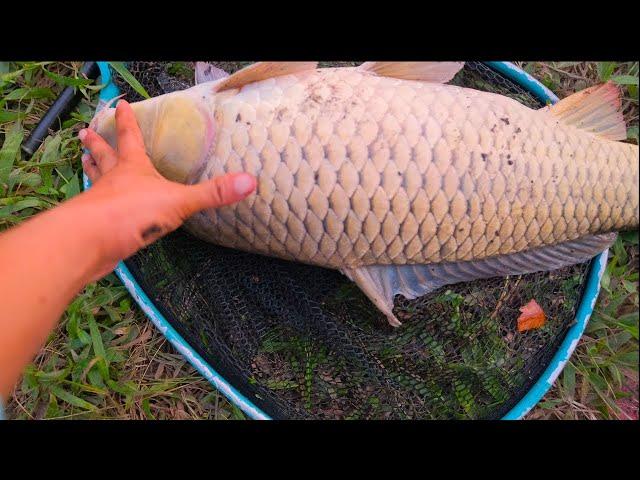 Giant river carp fishing - the biggest fish ever