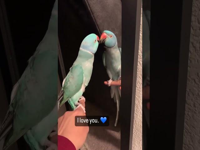 You be a good baby #parrot #thebluechicken #talkingparrot#cutpat #funnyanimals