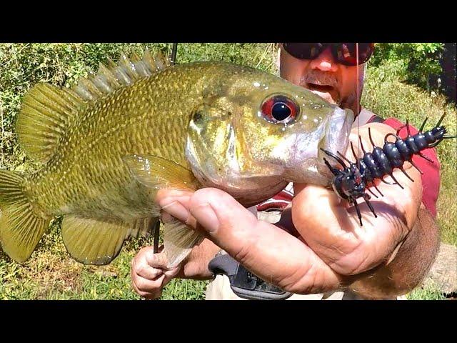 Fishing Hellgrammites For AGGRESSIVE, Delicious Eating Panfish!