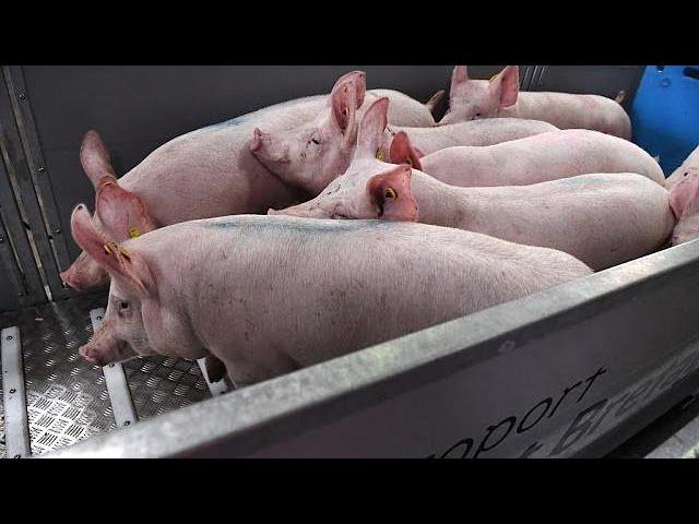 South Africa reports resurgence of African swine fever