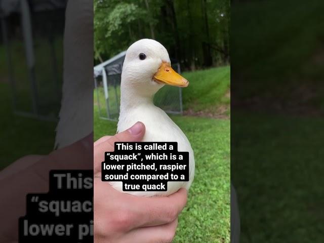 Mr. Whip “Quacking”