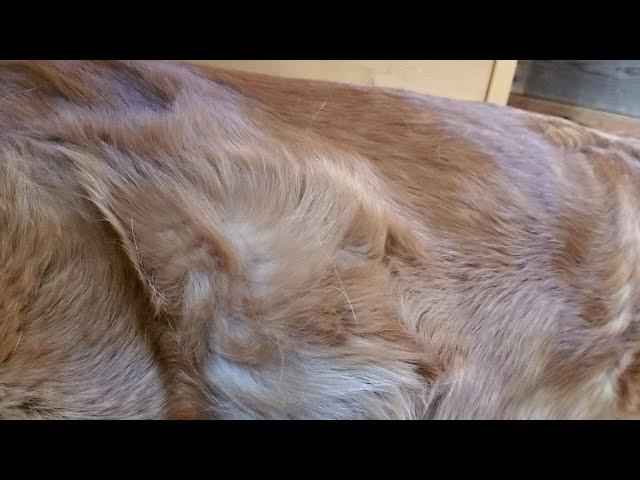 Golden Retriever Puppies moving inside of Mom