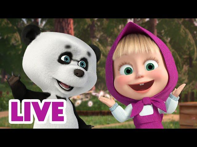  LIVE STREAM  Masha and the Bear  The More The Merrier ️