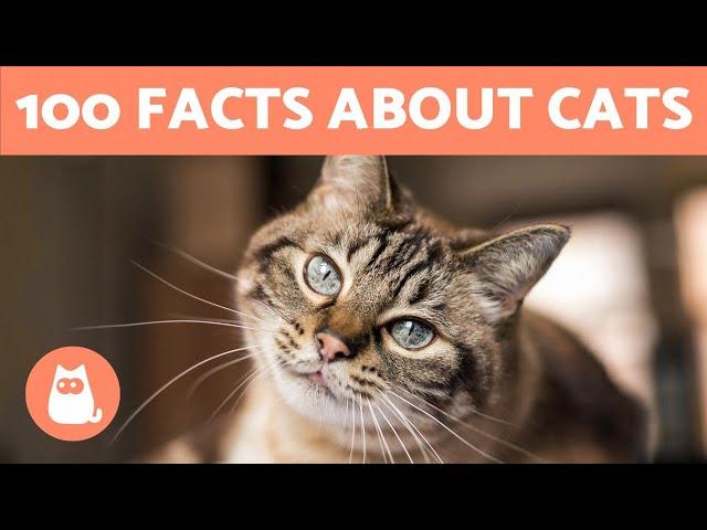 100 FACTS About CATS That May SURPRISE You 