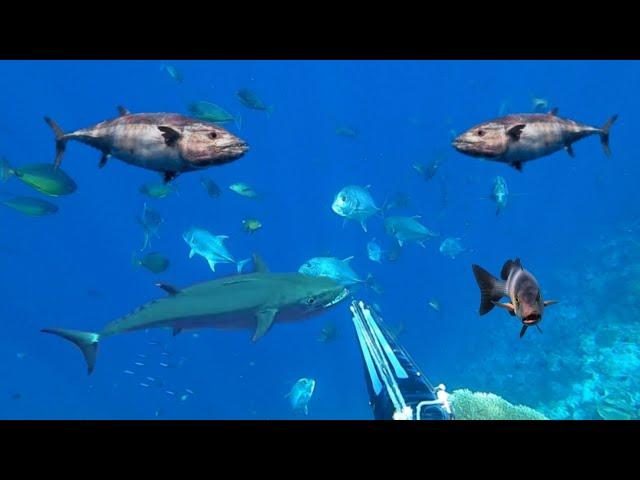 BERBURU IKAN TUNA BESAR DI TENGAH LAUT BANDA