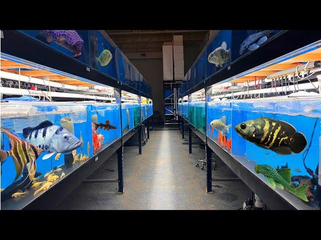 THESE NEW FISH ARE AWESOME!!!  FULL STORE STOCK UPDATE